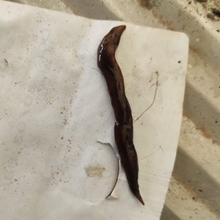 Specie aliena segnalata in provincia di Imperia: è la Planaria Obama nungara