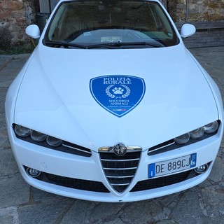 Ospedaletti, ha un colpo di calore: Bulldog salvato dalla polizia rurale