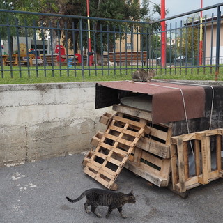 La struttura che ospita la colonia felina di Borghi La struttura che ospita la colonia felina di Borghi