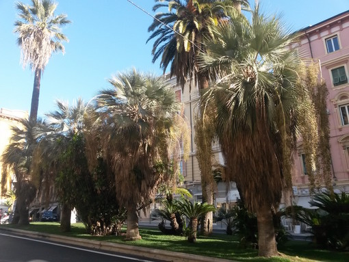 Sanremo: la risposta dell'agronomo Antonino Rosato sulla potatura delle palme di Corso Mombello