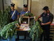 Pigna: due No Borders arrestati per coltivazione di marijuana, uno è già tornato in libertà, la difesa? &quot;Uso terapeutico&quot;