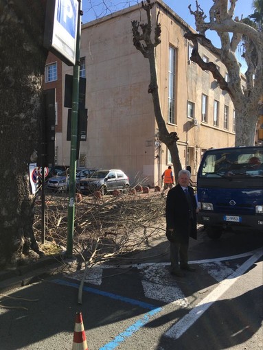 Ventimiglia: continuano i lavori di potatura degli alberi. Sul posto il sindaco Scullino (foto)
