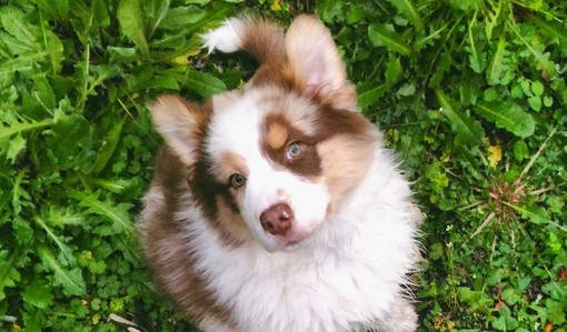 Imperia: un cagnolino 'imperiese' è il nuovo testimonial Amazon. Ecco Pavel, vincitore del concorso "Amazon Pet Star" Imperia: un cagnolino 'imperiese' è il nuovo testimonial Amazon. Ecco Pavel, vincitore del concorso "Amazon Pet Star"