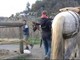 A spasso per l'Europa in sella ad un cavallo, fanno tappa a San Bartolomeo al Mare