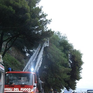Crolla un pino nel tratto di Aurelia tra Imperia e San Lorenzo. Intervento dei Vigili del Fuoco. Disagi alla viabilità
