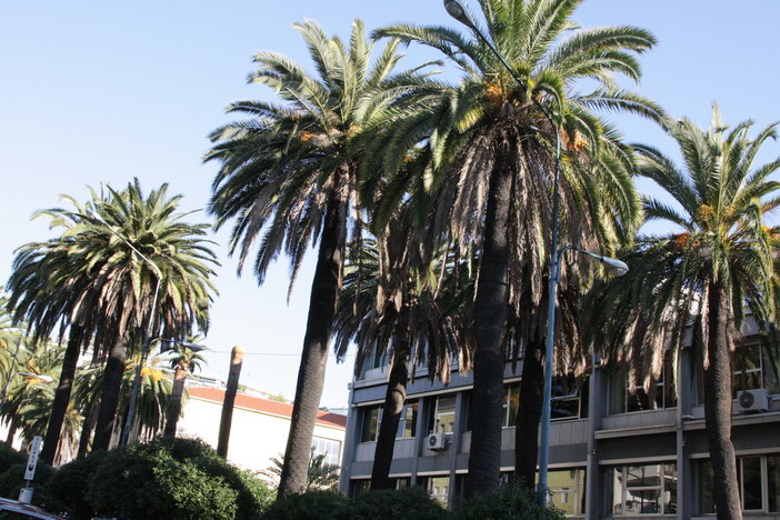 Sanremo: ancora problemi alle palme della città dei fiori, giovedì e venerdì divieto di sosta in via Anselmi