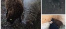 Lupi uccidono pecore nane a Vallecrosia al Mare, "fate attenzione agli animali domestici": la segnalazione (Foto e video)