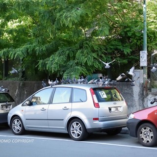Sanremo: stuolo di piccioni sulle auto posteggiate, la segnalazione con foto di un lettore
