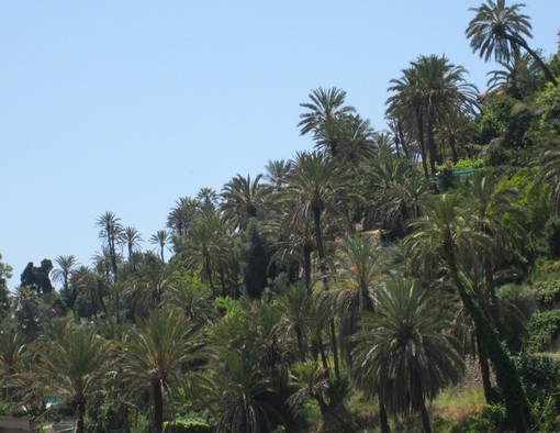 Bordighera, secondo appuntamento della rassegna "Conoscere per Amare" sulla storia della palma da datteri Bordighera, secondo appuntamento della rassegna "Conoscere per Amare" sulla storia della palma da datteri