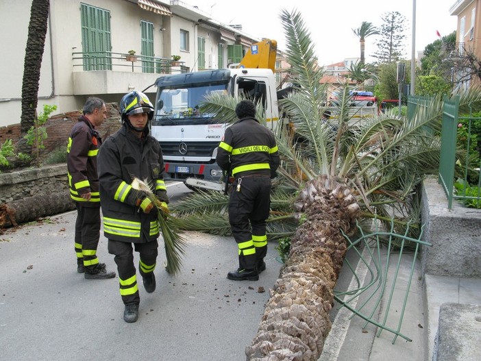 Bordighera: il forte vento fa cadere una palma, l'intervento di "A Cumpagnia d'a parmura" Bordighera: il forte vento fa cadere una palma, l'intervento di "A Cumpagnia d'a parmura"