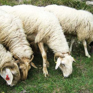 Domenica 21 ottobre, escursione a La Brigue per la 'Festa della pecora brigasca'