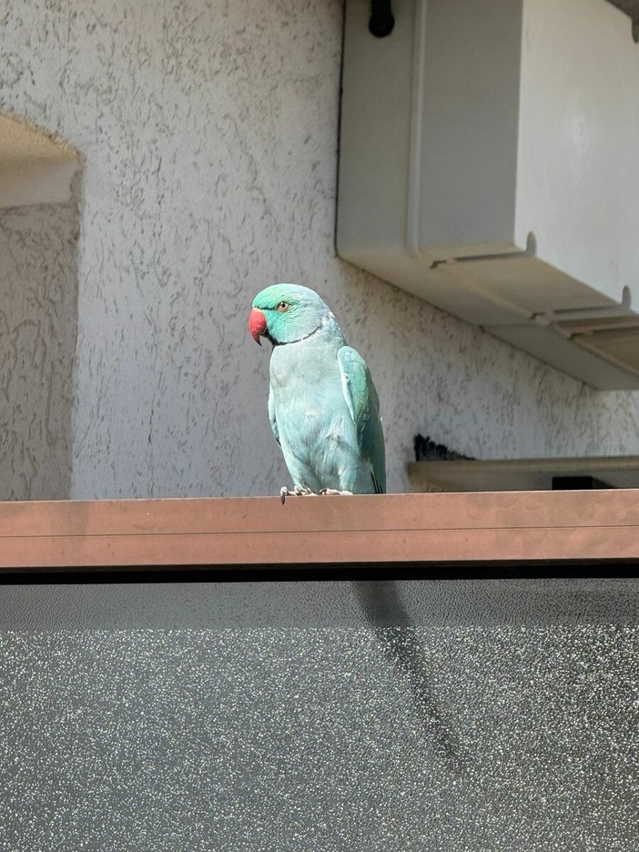 Camporosso, l'appello di Muhammad per il pappagallo smarrito: "Aiutatemi a trovarlo!"