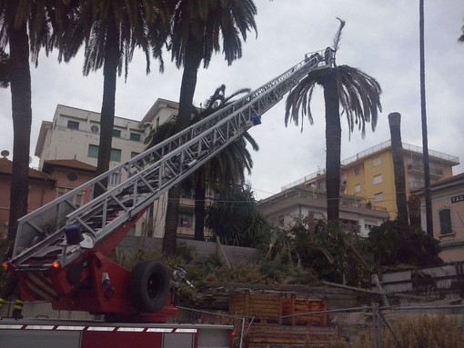 Arma di Taggia: raffiche di vento stanotte, intervento dei Vigili del Fuoco per due palme pericolanti
