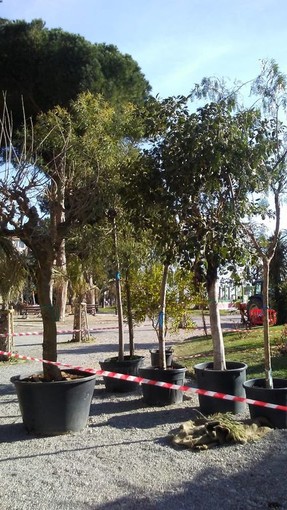 Ventimiglia: ripiantumazione degli alberi in via Gerolamo Rossi, approvato il progetto esecutivo per circa 30 mila euro di spesa