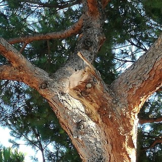 Bordighera: ramo di pino si spezza nel parcheggio della scuola Rodari, danni ad alcune auto in sosta, ma nessun ferito