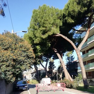 Vallecrosia, alberi pericolanti e a rischio crollo in via Angeli Custodi: al via l'abbattimento Vallecrosia, alberi pericolanti e a rischio crollo in via Angeli Custodi: al via l'abbattimento
