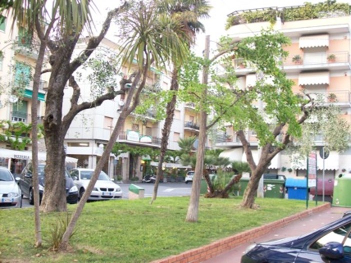 Diano Marina: alberi 'capponati' in città, la protesta di un cittadino "Questa non è potatura!" Diano Marina: alberi 'capponati' in città, la protesta di un cittadino "Questa non è potatura!"