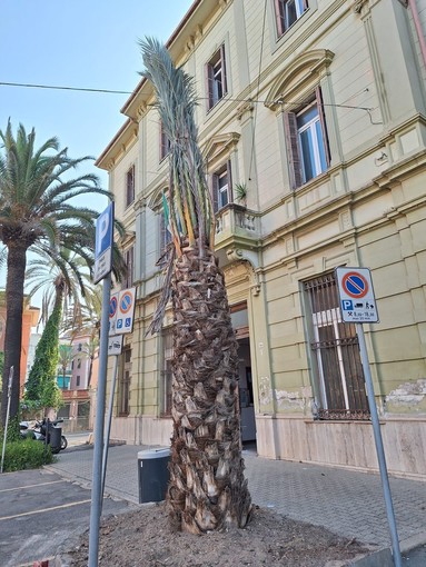 Bordighera mette a dimora nuove palme Phoenix dactylifera (Foto) Bordighera mette a dimora nuove palme Phoenix dactylifera (Foto)