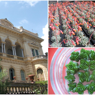 Sanremo. giovedì la presentazione del progetto 'Insuli' a supporto del settore delle 'piante grasse' Sanremo. giovedì la presentazione del progetto 'Insuli' a supporto del settore delle 'piante grasse'