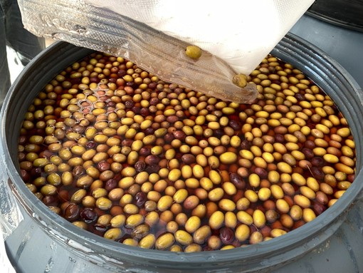 Dolceacqua, incoraggianti i risultati del progetto sulla trasformazione degli standard dell'oliva taggiasca (foto) Dolceacqua, incoraggianti i risultati del progetto sulla trasformazione degli standard dell'oliva taggiasca (foto)