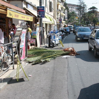 Sanremo: ramo di una palma cade sull'edicola di corso Matuzia, pochi danni e nessun ferito Sanremo: ramo di una palma cade sull'edicola di corso Matuzia, pochi danni e nessun ferito