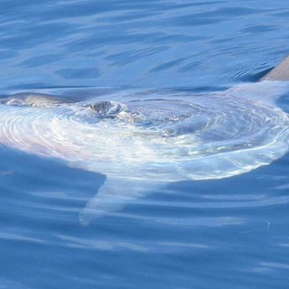 Canoista 'vede' uno squalo: Guardia Costiera "Era solo un pesce luna"