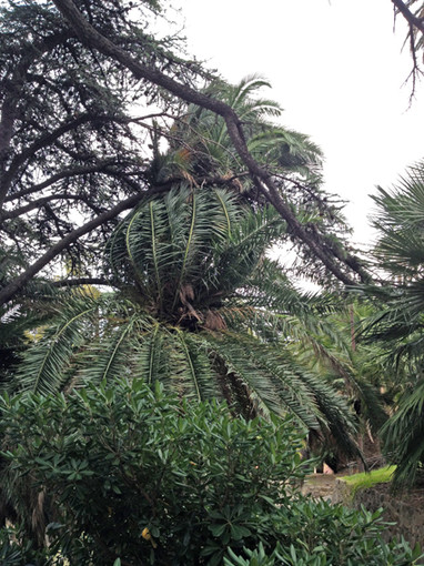 Sanremo: il Comune interviene ai Giardini Regina Elena, il grazie di Marzia Cavalleri Sanremo: il Comune interviene ai Giardini Regina Elena, il grazie di Marzia Cavalleri