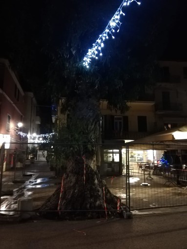 Arma di Taggia: eucaliptus di piazza Chierotti, ampliata la recinzione di sicurezza e i cittadini chiedono spiegazioni Arma di Taggia: eucaliptus di piazza Chierotti, ampliata la recinzione di sicurezza e i cittadini chiedono spiegazioni