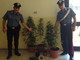 Ventimiglia: coltivazione di marijuana in pieno centro, i Carabinieri denunciano impiegato 35enne