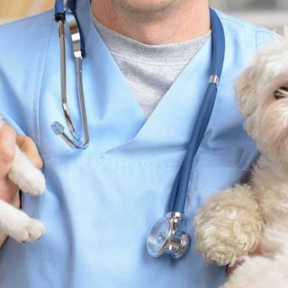 Diano Marina, il Comune a tutela degli animali feriti: rinnovata la convezione per il pronto soccorso h24