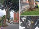 Arma di Taggia, il pino in via Blengino è pericolante: sarà abbattuto (Foto)