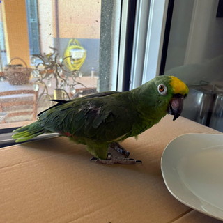 Pappagallo smarrito trovato in zona Borgo Opaco a Sanremo: si cerca il proprietario (foto) Pappagallo smarrito trovato in zona Borgo Opaco a Sanremo: si cerca il proprietario (foto)