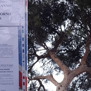 Sanremo, esposto alla Procura Europea sui lavori ai Giardini Regina Elena: “Abbattimento di un pino senza perizia e in area vincolata” Sanremo, esposto alla Procura Europea sui lavori ai Giardini Regina Elena: “Abbattimento di un pino senza perizia e in area vincolata”