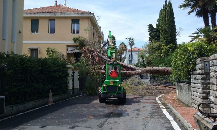 Bordighera: maltempo, pino marittimo cade in via Alessandro Manzoni, nessun ferito Bordighera: maltempo, pino marittimo cade in via Alessandro Manzoni, nessun ferito