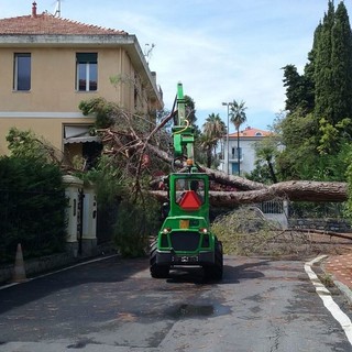 Bordighera: maltempo, pino marittimo cade in via Alessandro Manzoni, nessun ferito