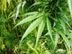 Canapa e marijuana: la stessa famiglia di piante dagli usi e proprietà differenti Canapa e marijuana: la stessa famiglia di piante dagli usi e proprietà differenti