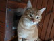 Sanremo: il gatto Paperino aspetta di essere adottato