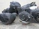 Ceriana: ordinanza del Comune per l'eccessiva presenza di piccioni sul territorio, multe da 25 a 500 euro