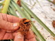 Vallecrosia: via ai lavori per il taglio di cinque palme affette dal ‘punteruolo rosso’