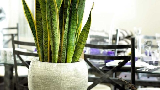 Agroinnova torna a Sanremo con gli Incontri Fitoiatrici. Focus sulla salute delle piante ornamentali