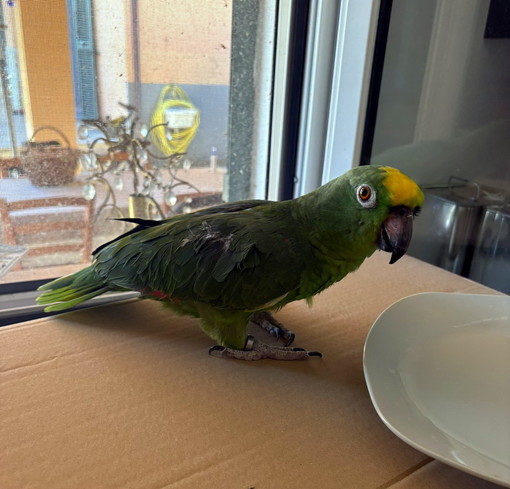 Pappagallo smarrito trovato  in zona Borgo Opaco a Sanremo: si cerca il proprietario (foto)