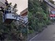 Camporosso, pino crolla sulla strada: vigili del fuoco in azione (Foto)