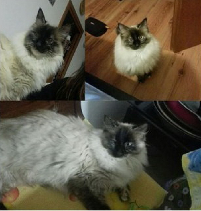Sanremo: è stata smarrita la gattina Palù. I proprietari cercano notizie Sanremo: è stata smarrita la gattina Palù. I proprietari cercano notizie