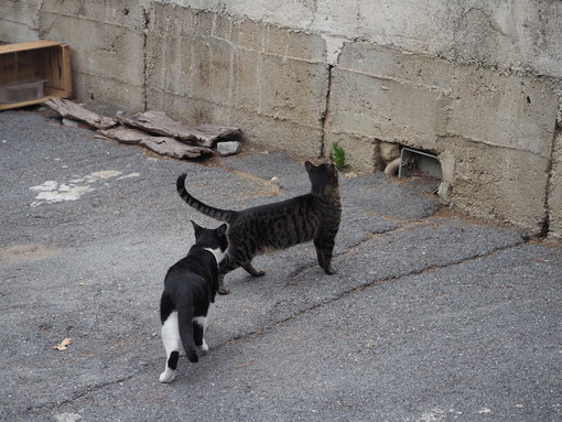 Ventimiglia: sterilizzazione dei gatti sul territorio comunale, le richieste della locale Lega per la Difesa del Cane