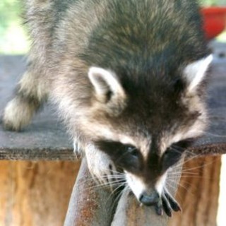 Presenza di procioni nel nostro territorio, un lettore conferma di averne visti alcuni