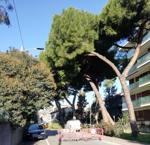 Vallecrosia, alberi pericolanti e a rischio crollo in via Angeli Custodi: al via l'abbattimento Vallecrosia, alberi pericolanti e a rischio crollo in via Angeli Custodi: al via l'abbattimento