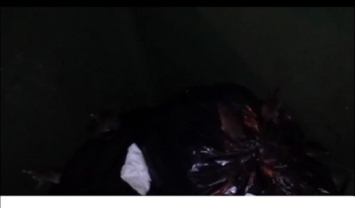 Imperia: topi dentro i cassonetti in zona San Lazzaro. La segnalazione con video di un nostro lettore Imperia: topi dentro i cassonetti in zona San Lazzaro. La segnalazione con video di un nostro lettore