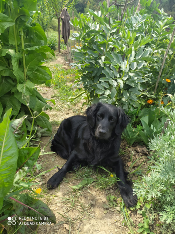 Perinaldo, non si trova il cucciolone Pablo: ecco l'appello dei proprietari (foto) Perinaldo, non si trova il cucciolone Pablo: ecco l'appello dei proprietari (foto)