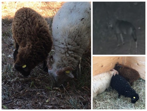 Lupi uccidono pecore nane a Vallecrosia al Mare, "fate attenzione agli animali domestici": la segnalazione (Foto e video)