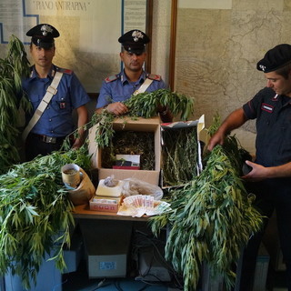 Pigna: due No Borders arrestati per coltivazione di marijuana, uno è già tornato in libertà, la difesa? "Uso terapeutico"